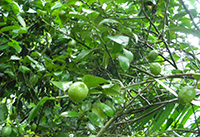 圖9自家莊園檸檬樹